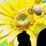 Самый большой экран для просмортра 3D видео без очков