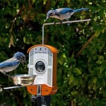 Кормушка для птиц Bird Photo Booth со встроенной камерой