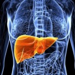 Американцы напечатали на 3D принтере печень прожившую 40 дней