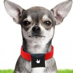 BeLuvv Puppy – GPS трекер для собак