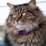 Ошейник PetPace позволит следить за здоровьем собаки или кота