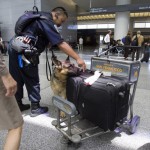 Суперчувствительный  чип может найти бомбу в радиусе 5 метров