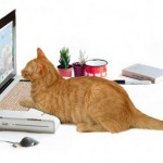 Котбук для домашних котов, о которые можно точить когти