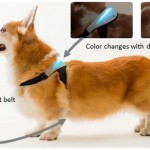 Первый в мире ошейник показывающий эмоции собаки