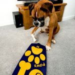 Первый в мире пульт дистанционного управления для собак