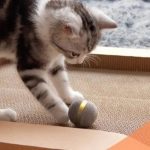 Cheerble – мяч который не даст скучать вашему коту