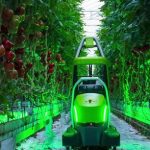 Робот Priva Kompano Robot может обрабатывать один гектар помидор в неделю  без помощи людей