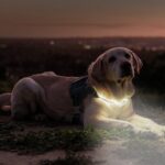 Шлейка для собак Lumi Smart Dog Harness имеет встроенный фонарик и GPS трекер